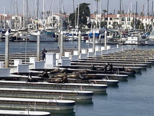 Sea lions